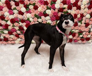 Staffordshire Bull Terrier-Unknown Mix Dogs for adoption in Derwood, MD, USA
