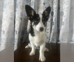 Small #54 Aussie-Corgi
