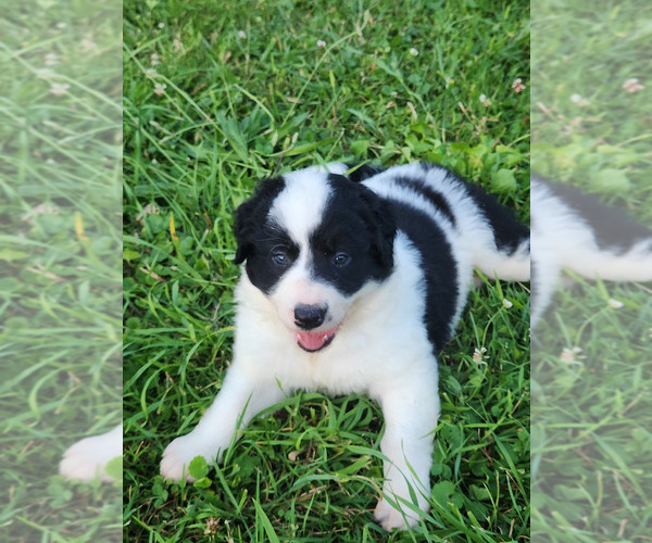 Medium Photo #15 Border Collie Puppy For Sale in INDEPENDENCE, WV, USA