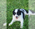 Small Photo #15 Border Collie Puppy For Sale in INDEPENDENCE, WV, USA