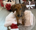 Small #1 Dachshund