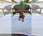 Small Photo #7 Doberman Pinscher Puppy For Sale in CORAL SPRINGS, FL, USA