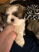 Small Photo #1 Shih Tzu Puppy For Sale in CEDAR PARK, TX, USA
