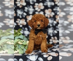 Goldendoodle (Miniature) Puppy for sale in STEVENS, PA, USA