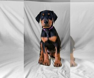 Doberman Pinscher Puppy for sale in TRAVELERS REST, SC, USA