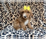 Small #3 Cockapoo (Miniature)