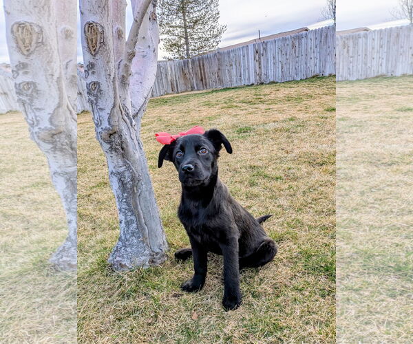Medium Photo #8 Collie-Unknown Mix Puppy For Sale in Sandy, UT, USA