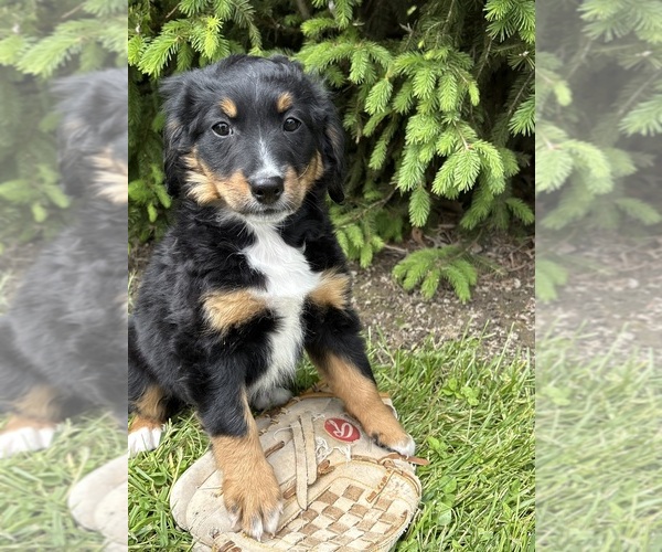 Medium Photo #1 Bernedoodle Puppy For Sale in MIDDLEBURY, IN, USA