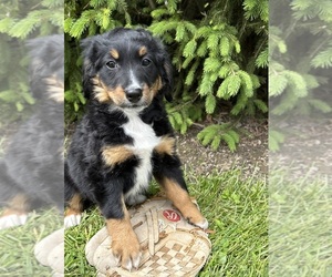 Bernedoodle Puppy for sale in MIDDLEBURY, IN, USA