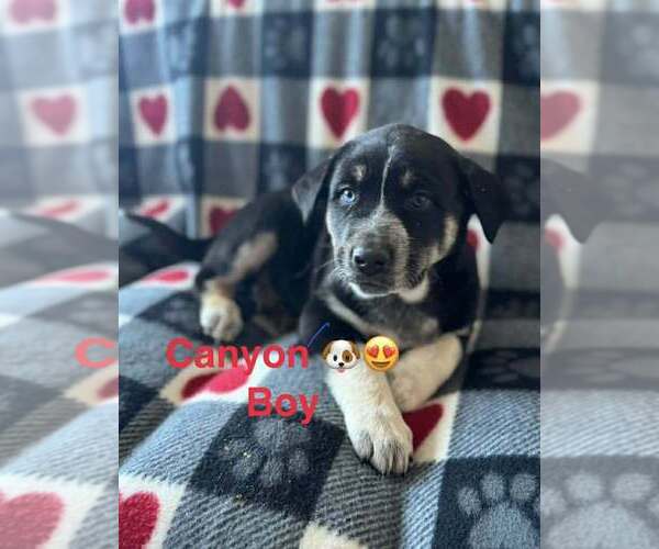 Medium Photo #5 Alaskan Malamute Puppy For Sale in Aurora, IN, USA