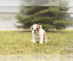 Small Photo #7 Bulldog Puppy For Sale in WARSAW, IN, USA