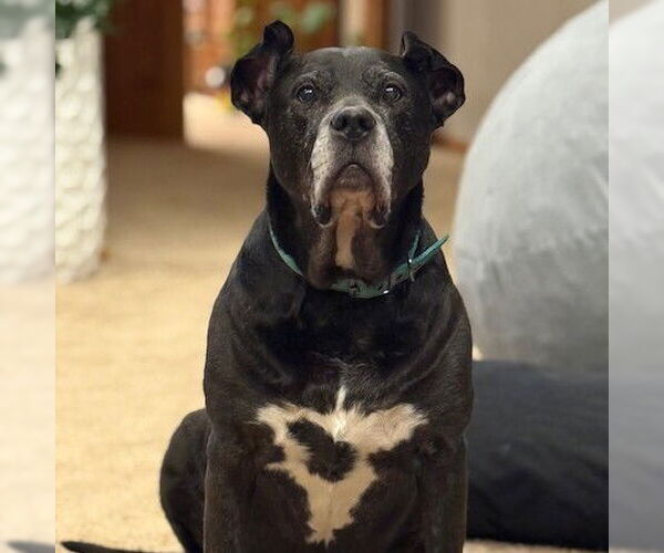 Medium Photo #7 Mutt Puppy For Sale in Fargo, ND, USA