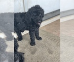 Small Photo #21 Poodle (Standard) Puppy For Sale in BAKERSFIELD, CA, USA