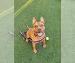 Small American Pit Bull Terrier Mix