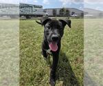 Small #2 Australian Kelpie Mix