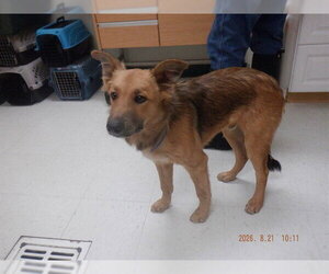 Australian Shepherd-Unknown Mix Dogs for adoption in Oroville, CA, USA