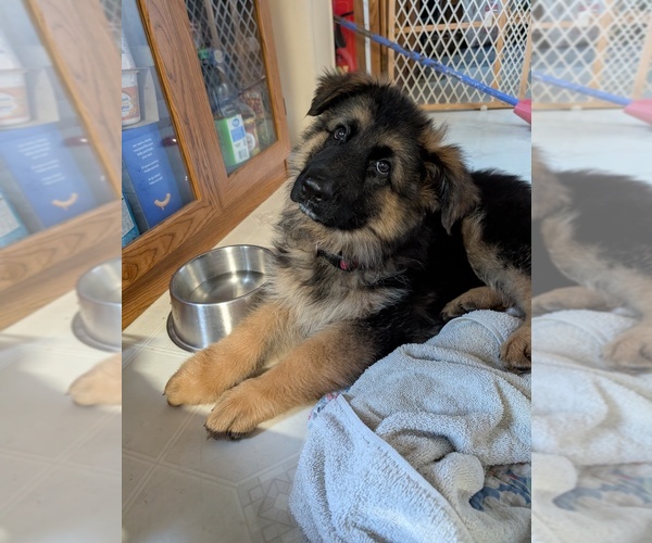 Medium Photo #7 German Shepherd Dog Puppy For Sale in BRADFORD, OH, USA