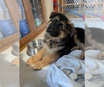 Small #6 German Shepherd Dog