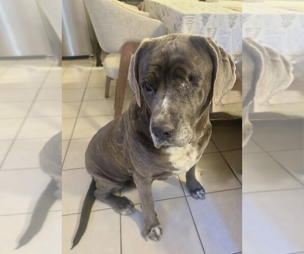 Medium Photo #3 Mutt Puppy For Sale in San Diego, CA, USA