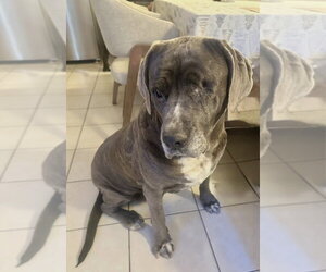 Octavia - Female Mutt Dog for Adoption - Photo #3