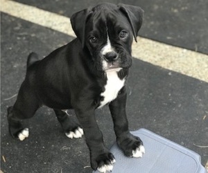 Boxer Puppy for sale in LACEY, WA, USA
