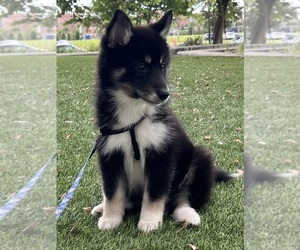 Pomsky Puppy for Sale in HAINES CITY, Florida USA