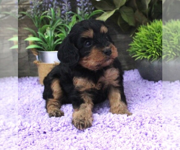 Medium Photo #1 Cavapoo (Miniature) Puppy For Sale in CARLISLE, KY, USA