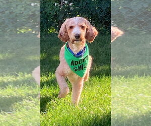 Kermit - Male Labrador Retriever-Unknown Mix Dog for Adoption - Photo #4