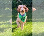 Small Photo #4 Labrador Retriever-Unknown Mix Puppy For Sale in Walnutport, PA, USA