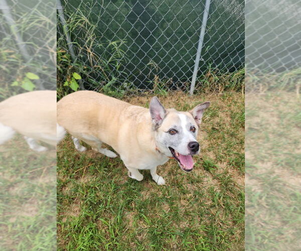 Medium Photo #3 Mutt Puppy For Sale in Evansville, IN, USA