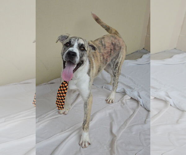 Medium Photo #1 Mutt Puppy For Sale in McKinney, TX, USA