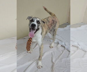 Mutt Dogs for adoption in McKinney, TX, USA