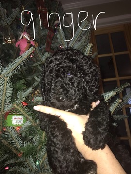 Medium Photo #7 Poodle (Standard) Puppy For Sale in TRYON, NC, USA