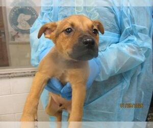 Mutt Dogs for adoption in Oklahoma City, OK, USA