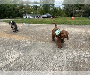 Father of the Cavapoo puppies born on 07/07/2025