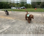 Small Photo #1 Cavapoo Puppy For Sale in MARIANNA, FL, USA