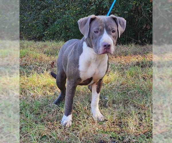 Medium Photo #4 American Pit Bull Terrier-Unknown Mix Puppy For Sale in Wetumpka, AL, USA
