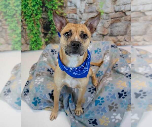 Medium Photo #2 Mutt Puppy For Sale in Kennesaw, GA, USA