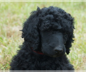 Poodle (Standard) Puppy for sale in CLEARWATER, FL, USA
