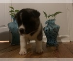 Small Photo #7 Akita Puppy For Sale in UNION CITY, GA, USA