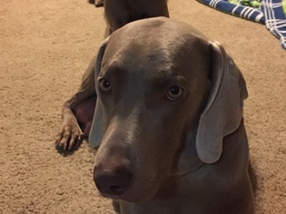 Mother of the Weimaraner puppies born on 12/02/2018