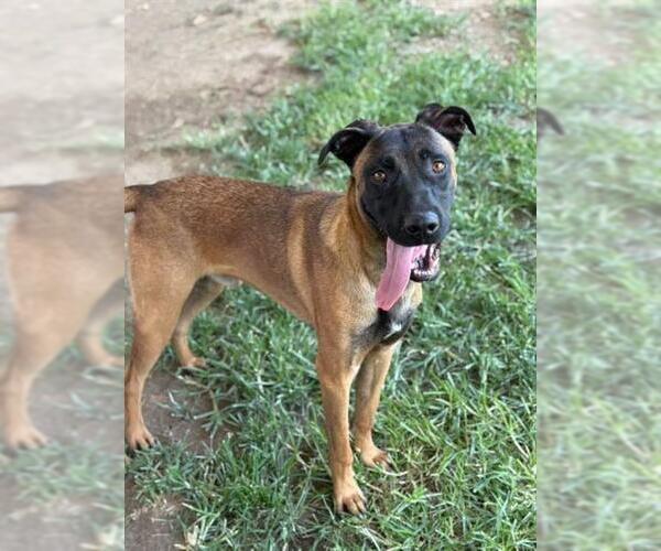 Medium Photo #1 German Shepherd Dog-Unknown Mix Puppy For Sale in Riverside, CA, USA