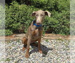 Small #4 Doberman Pinscher