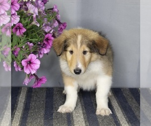 Collie Puppy for sale in FREDERICKSBURG, OH, USA