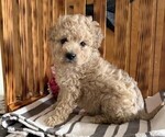 Small #3 Poodle (Miniature)