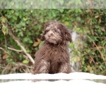 Small #11 ShihPoo