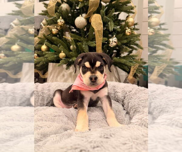 Medium Photo #1 Siberian Husky-Unknown Mix Puppy For Sale in Dana Point, CA, USA