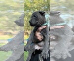 Small #7 Cane Corso