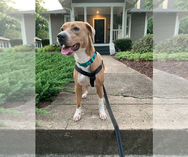 Medium Photo #4 Coonhound-Rhodesian Ridgeback Mix Puppy For Sale in Raleigh, NC, USA