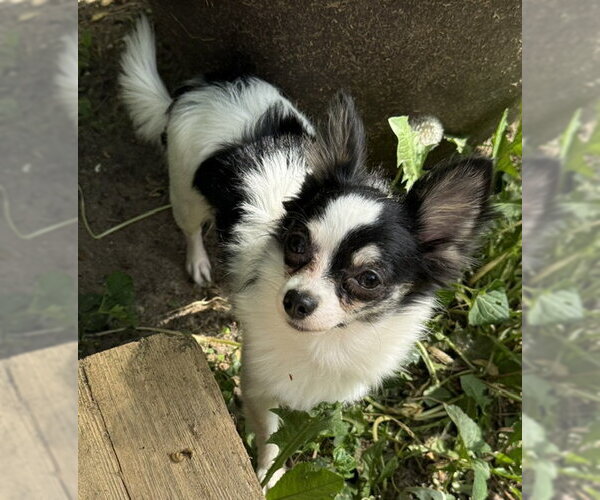 Medium Photo #7 Chiranian Puppy For Sale in Grafton, WI, USA